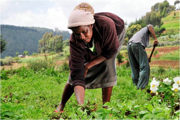 Woman planting tree seedlings