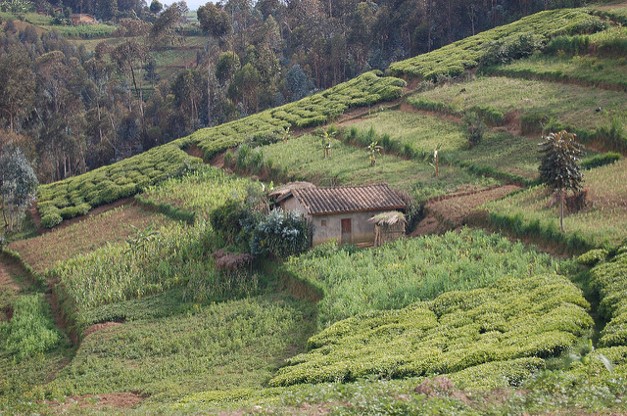 Erosion Control Toolbox: Stepped Slopes