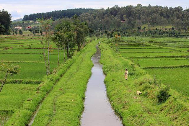 Rice plantation in the wetland